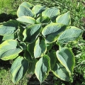 Hosta francis williams